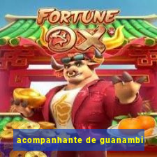 acompanhante de guanambi